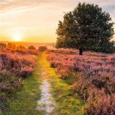 单机的打鱼游戏下载手机版